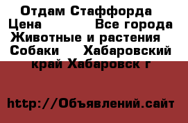 Отдам Стаффорда › Цена ­ 2 000 - Все города Животные и растения » Собаки   . Хабаровский край,Хабаровск г.